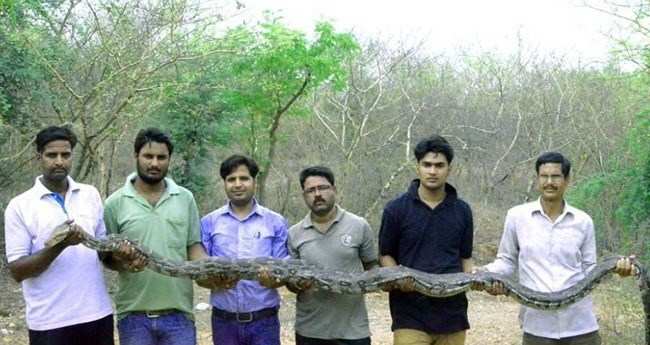 13 ft long python found in a village