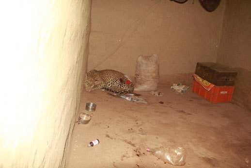 Leopard Attack Injures Three including Infant