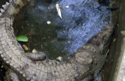 Crocodile enters Madar Nahar (Canal) || Watch rescue video