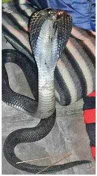Cobra rescued from Civil Defence office