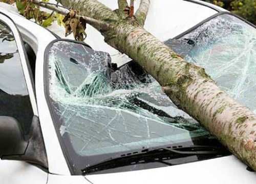 Tree falls on a car at Polo ground