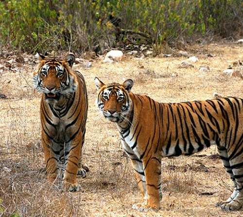 Tiger Reserve to be developed in Kumbhalgarh