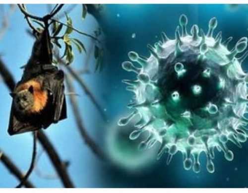 Nipah Virus | Advisory issued in Udaipur