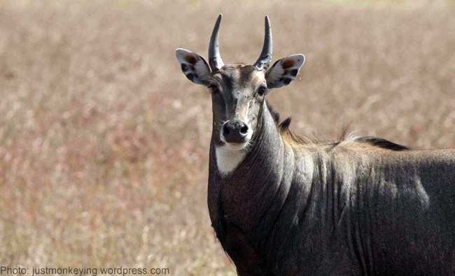 Man found dead in Chirva village; Possibly killed by Nilgai