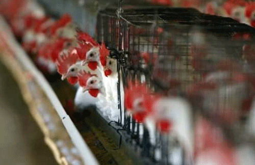 Following Mumbai, Rajasthan bans meat selling during Jain Festivals