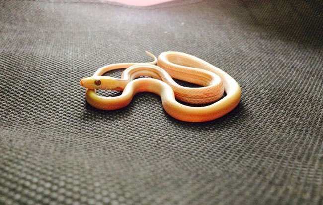 Rare albino snake found from Madhuban