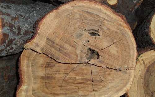 Another theft case of sandalwood trees at Akashwani