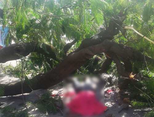 Man dies after Tree falls on him