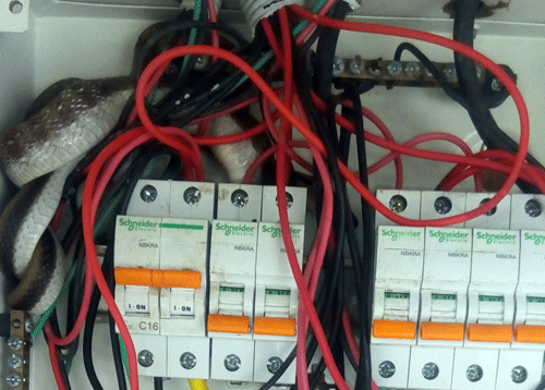 सांप का निकलना चिंता का विषय