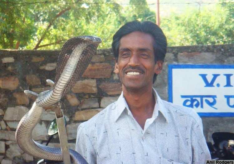 Rat Snake, 10 ft long Cobra Rescued