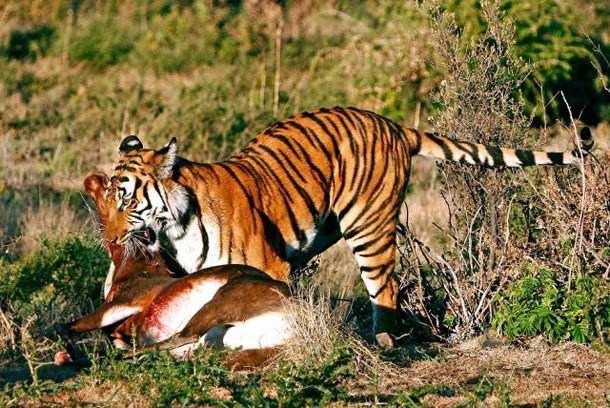 Tiger, Leopard Drink Blood – Origin of the False Notion