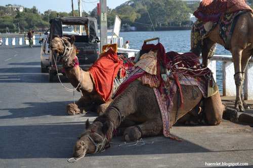 Police restricts camel ride at FS, administration unaware