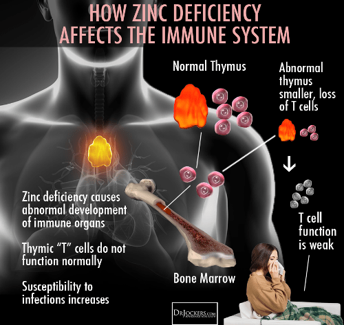 Zinc Deficiency in Humans affecting Immune System