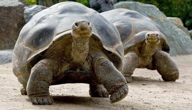FIR lodged against Udaipur temple for illegally keeping Tortoise