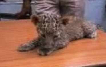 Children mistakenly bring baby leopard home