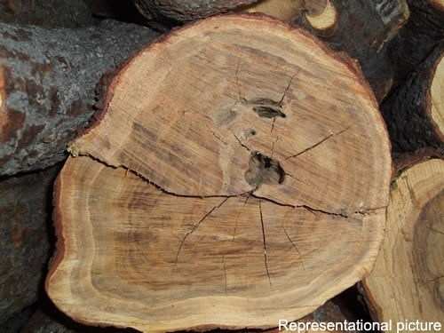 Sandalwood Tree stolen from Gulab Bagh