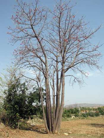 9 Stemmed Semal Tree found in Udaipur