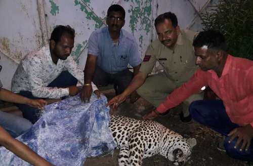 Panther hit by vehicle on highway-Dead