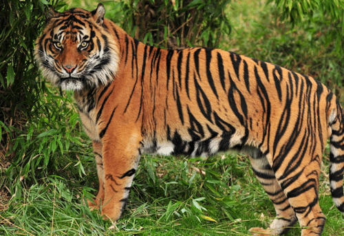 The Territory Marking Behaviour of a Tiger (Panthera tigris)