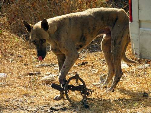 Street Dog’s paw crushed in trap rescued