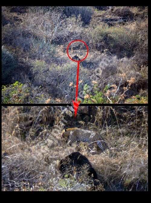 [Photos] Two Leopards spotted near Lake Fateh Sagar