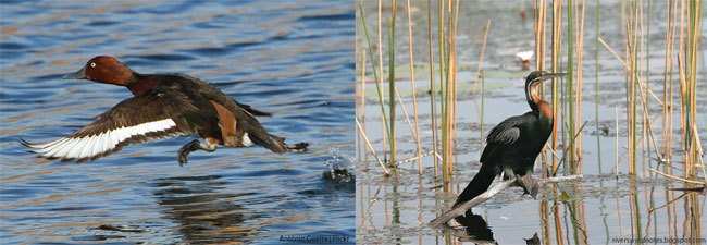 Endangered birds White eye pochard, Darters spotted in Udaipur wetlands