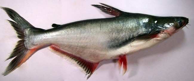 Exotic fish Pangas may hamstring aquatic biodiversity of Mahi River System