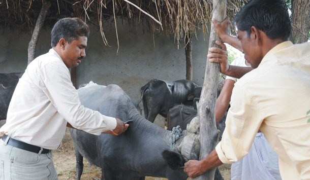 Health Care for Livestock by Vedanta Hindustan Zinc in Rajasthan