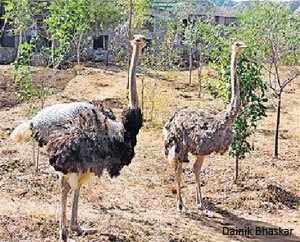 Young ones at Biological Park: 2 Emu, 2 Chinkara, 3 Black Deer, 6 Cheetal, 1 Jackal