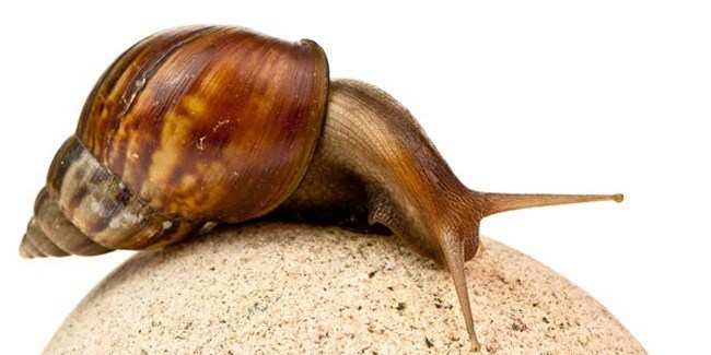 First Record of Giant African Land Snail From Rajasthan