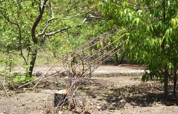 Sandalwood tree stolen from Gulab Bagh