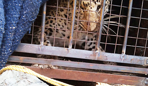 ‘Maneater’ Leopard caged after six attacks