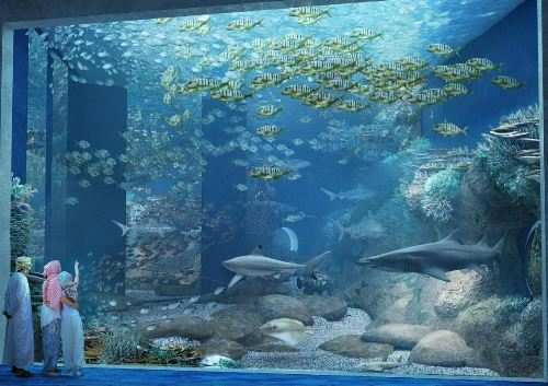 8000sqmtrs | Middle East’s largest aquarium now in Oman