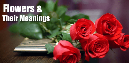 Secret Meanings Behind your Favorite Flowers