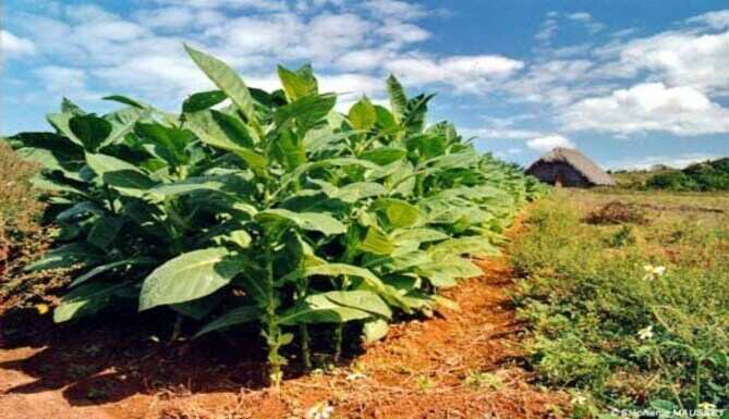 Mass Plantation on World Population Day