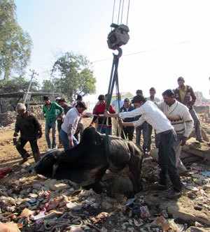 Rescue of bull by crane at Balicha
