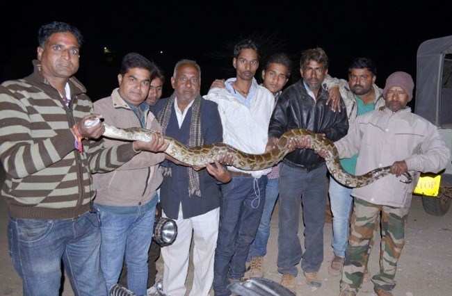 12 Feet Python rescued from Bhansol