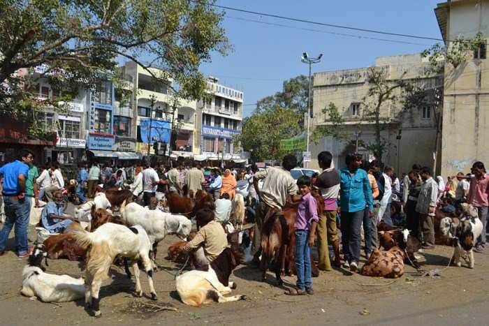 Goat Sold for Rs.50k at Udaipur Bakra Mandi