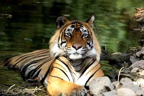 T-24 Ustad gets acclimatized to Biological Park environment