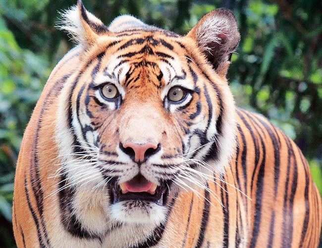 Tiger graph goes up by 50 % in Rajasthan