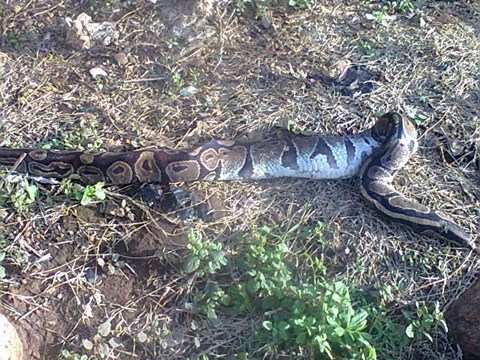 Case filed against unknown for killing a python