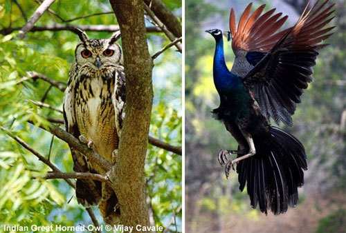 Great Indian Horned Owl and Peafowl
