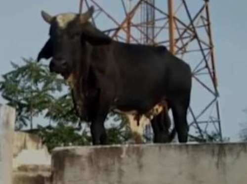 Bull goes up the roof top of a two floored building