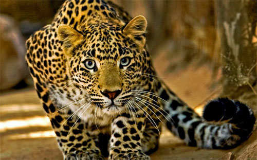 40 year old man dragged by a leopard-Dead