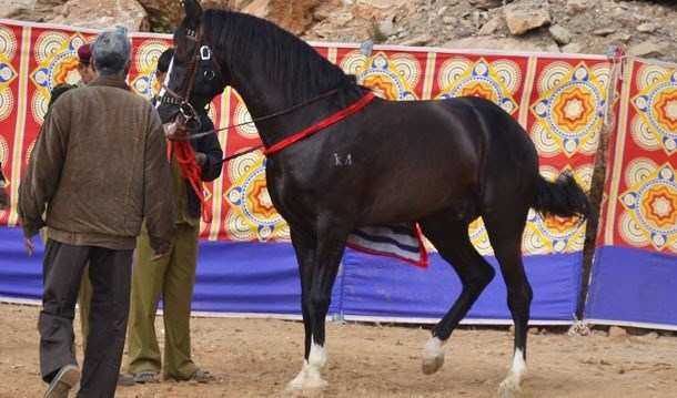 [Photos] Horses on the Ramp: Chetak Horse Fair
