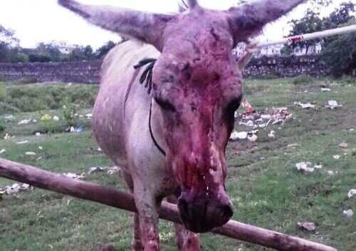 बेजुबान गधे पर इंसान की हैवानियत