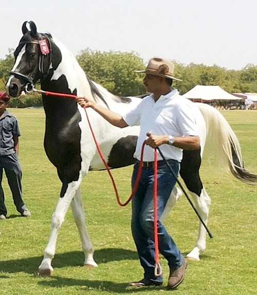 Marwari Horses from Mewar's Stud Farms steal the Show
