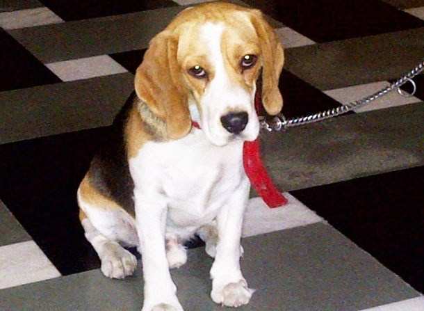 Lost Beagle found from Pratapnagar