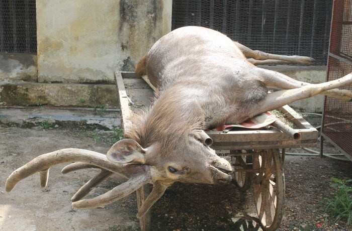 Deer Found Dead in Zoo, Doctor suspects infection