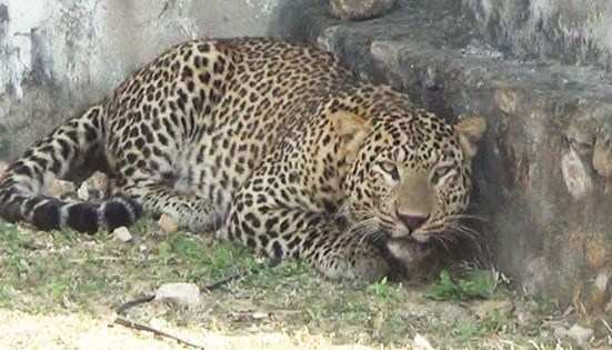 [Video] “Wild” Men kill Leopard at Salumber Village